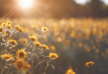 Bright sunset in meadow full with yellow flowers 