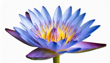 blooming blue lotus flower isolated on white background