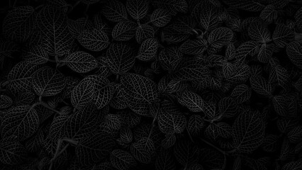 Textures of natural abstract black leaves for tropical leaf background, black and white images