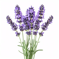 Naklejka premium Lavender Blossoms in Full Bloom: Aromatic and Serene isolated on white background with full depth of field and deep focus fusion