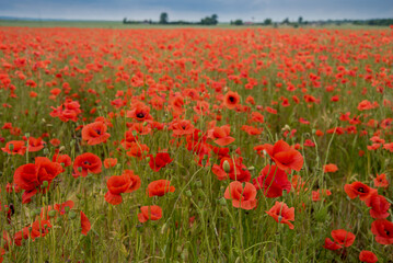 field with wild poppies, picturesque countryside
