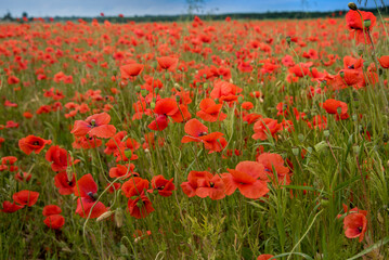Obraz premium Field of bright red poppy flowers in summer time
