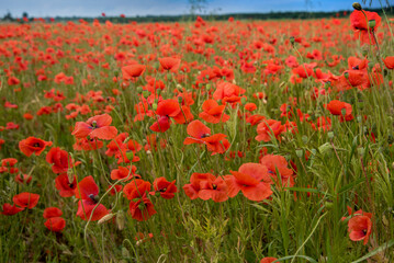 Field of bright red poppy flowers in summer time