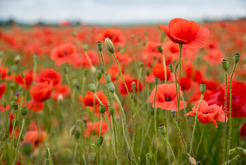 close up of red poppies flowers. many poppies close-up on front at field at summer time