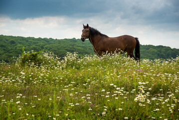A brown horse on a chamomile meadow, a stormy sky above it