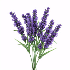 Fototapeta premium Lavender Blossoms in Full Bloom: Aromatic and Serene isolated on white background with full depth of field and deep focus fusion