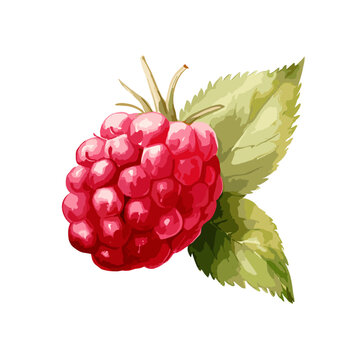 Vector clip art illustration of a raspberry design on a white background.