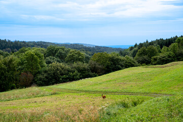 Calm summer landscape with meadow and small wild goats or deer.