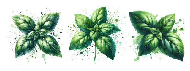 basil watercolor on white background hand drawn vector isolated - obrazy, fototapety, plakaty