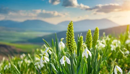 Foto op Plexiglas hand drawn lettering happy novruz green grass sprouts of wheat with spring flowers international novruz day © Dayami