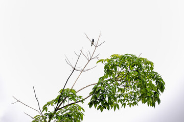 A magpie robin sitting on the tree perch with sky background.