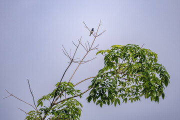 A magpie robin sitting on the tree perch with sky background.