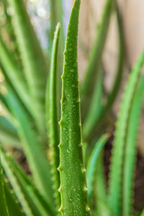 Fototapeta premium aloe vera in garden being cut