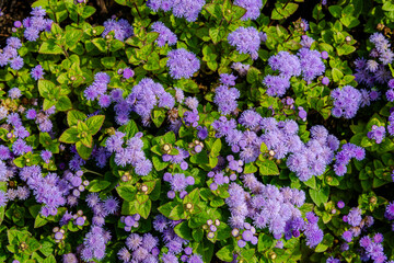 Close-up purple flowers in the garden