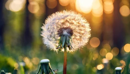 Foto op Canvas big white dandelion in a forest at sunset macro image © Dayami