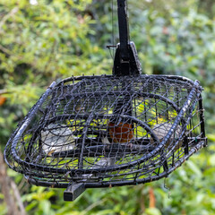 White rumped shama bird in a cage. This bird will be put into this cage and attract others to come to the cage.