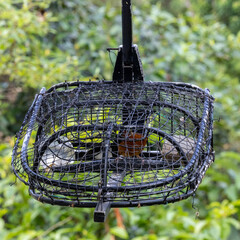 White rumped shama bird in a cage. This bird will be put into this cage and attract others to come to the cage.