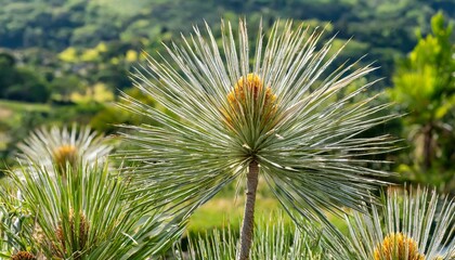 Naklejka na ściany i meble image of mexican grass tree dasylirion quadrangulatum also known as dasylirion longissimum