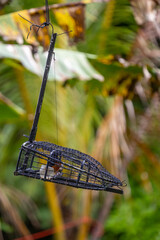 White rumped shama bird in a cage. This bird will be put into this cage and attract others to come to the cage.
