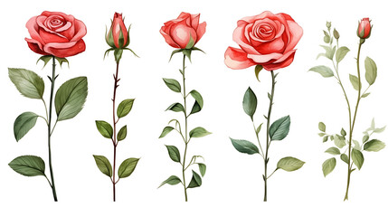 Set of red rose flower and elements - leaves, buds, stem. Watercolor artwork illustration for Valentine day, Mother day, wedding, save date card, birthday or anniversary posters
