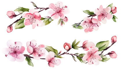 Watercolor set of cherry blossom, almond, sakura elements illustration on white background. Spring pink flowers and leaves.