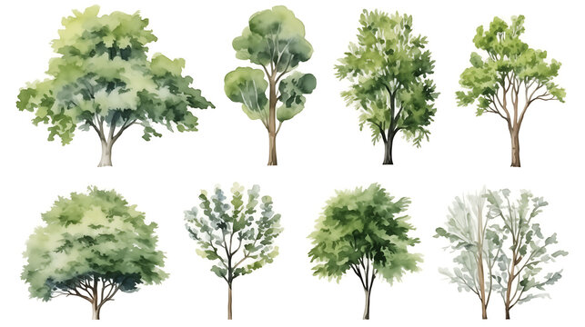 Set of watercolor green tree isolated on white background for landscape and architecture drawing, elements for environment and garden, botanical for section in spring
