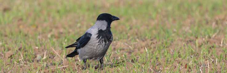 Nebelkrähe (Corvus cornix)