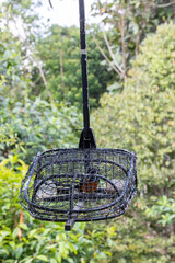 White rumped shama bird in a cage. This bird will be put into this cage and attract others to come to the cage.