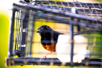White rumped shama bird in a cage. This bird will be put into this cage and attract others to come to the cage.