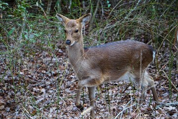 Ein junges Reh mit großen Augen 