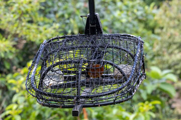 White rumped shama bird in a cage. This bird will be put into this cage and attract others to come to the cage.