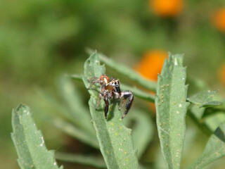 Tiny, male jumping spider (Thyene imperialis) sitting on green marigold leaves