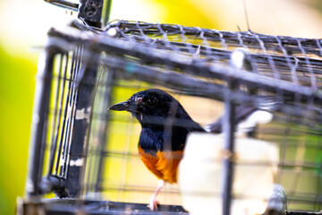 White rumped shama bird in a cage. This bird will be put into this cage and attract others to come...