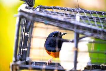 White rumped shama bird in a cage. This bird will be put into this cage and attract others to come to the cage.