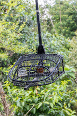 White rumped shama bird in a cage. This bird will be put into this cage and attract others to come to the cage.