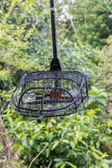 White rumped shama bird in a cage. This bird will be put into this cage and attract others to come...