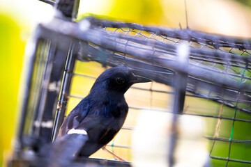 White rumped shama bird in a cage. This bird will be put into this cage and attract others to come to the cage. - obrazy, fototapety, plakaty