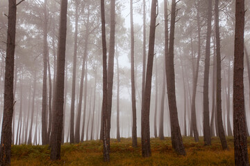 mist-draped forest, the haunting allure of tree trunks unfolds in soft, diffused light