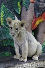 Lionceau dans un zoo