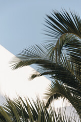 Palm fronds gently sway against the backdrop of a whitewashed building and clear blue sky on Santorini. The minimalist composition captures the island's serene Mediterranean beauty.