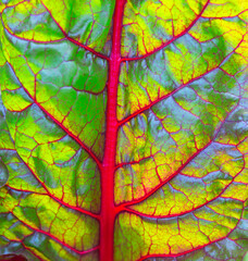 Close up of  swiss chard leaf.