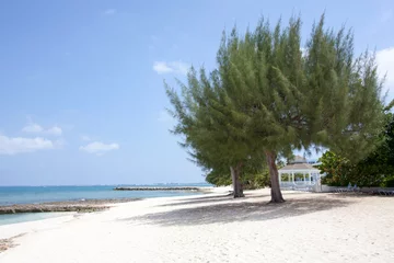 Papier Peint photo Plage de Seven Mile, Grand Cayman Grand Cayman Island Seven Mile Beach Tree