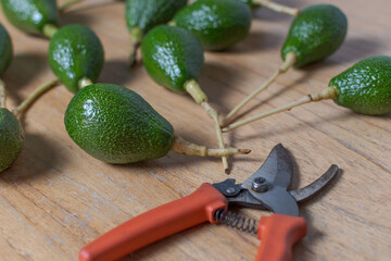 Several freshly picked avocados on a table and pruning shears.