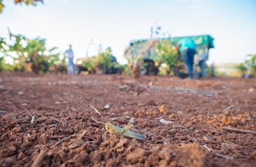 Moroccan locust on red clay oil during harvesting season