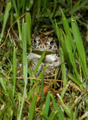 Natterjack toad (Epidalea calamita) standing in grass at night
