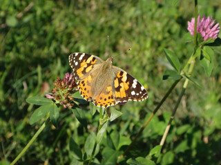 Obraz premium Painted lady (Vanessa cardui) butterfly basking on red clover