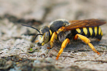 Closeup on a yellow banded male seven-toothed Red-resin solitary bee, Rhodanthidium septemdentatum sitting in vegetation
