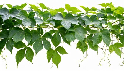 Fototapeta na wymiar green leaves javanese treebine or grape ivy cissus spp jungle vine hanging ivy plant bush isolated on white background with clipping path