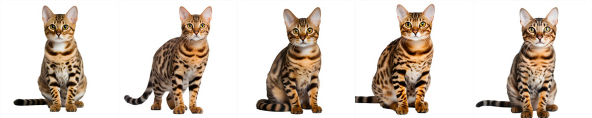 set of cats isolated on transparent background