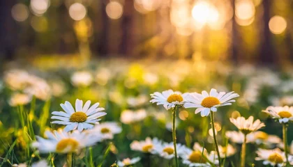Tuinposter beautiful happy peaceful field early autumn season meadow nature sunset bloom white yellow daisy flowers sun rays beams closeup blur bokeh woodland forest nature idyllic panoramic floral landscape © Sawyer